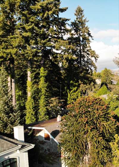 Trees of Vancouver Society
